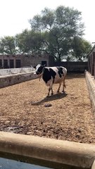 #trending #viral #usa #shortvideo #viralvideos #animals #nature #cow #cowbaby #innocent #petslife