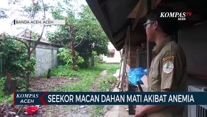 Seekor Macan Dahan Mati Akibat Anemia
