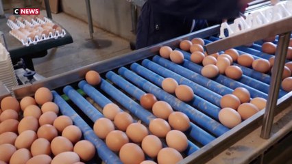 La consommation d'œufs est en hausse en France
