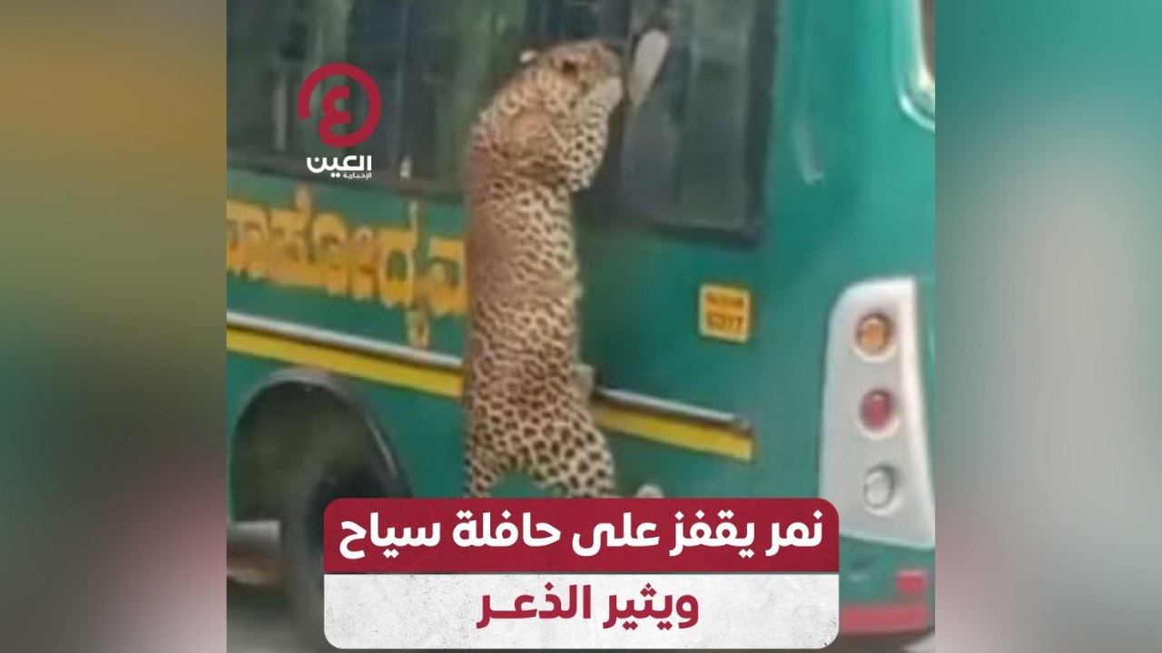 نمر يقفز على حافلة سياح ويثير الذعر
