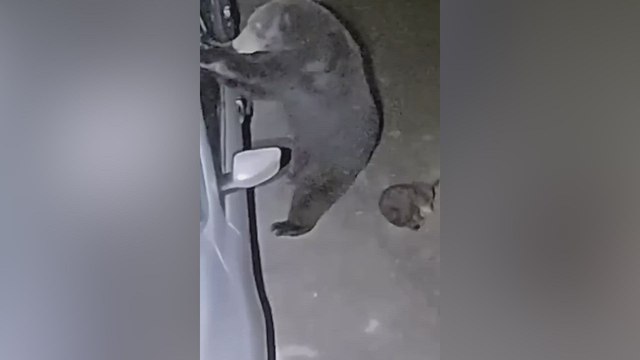 El viral vídeo de un oso y un coche que suma más de 8 millones de visitas