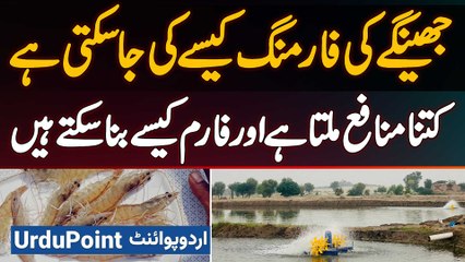 Jhinga Ki Farming Kaise Ki Ja Sakti Hai Aur Proffit Kitna Milta Hai? Shrimp Farming in Pakistan