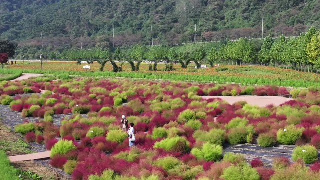 알록달록 가을꽃 향연...정읍 구절초 꽃 축제 개막 / YTN