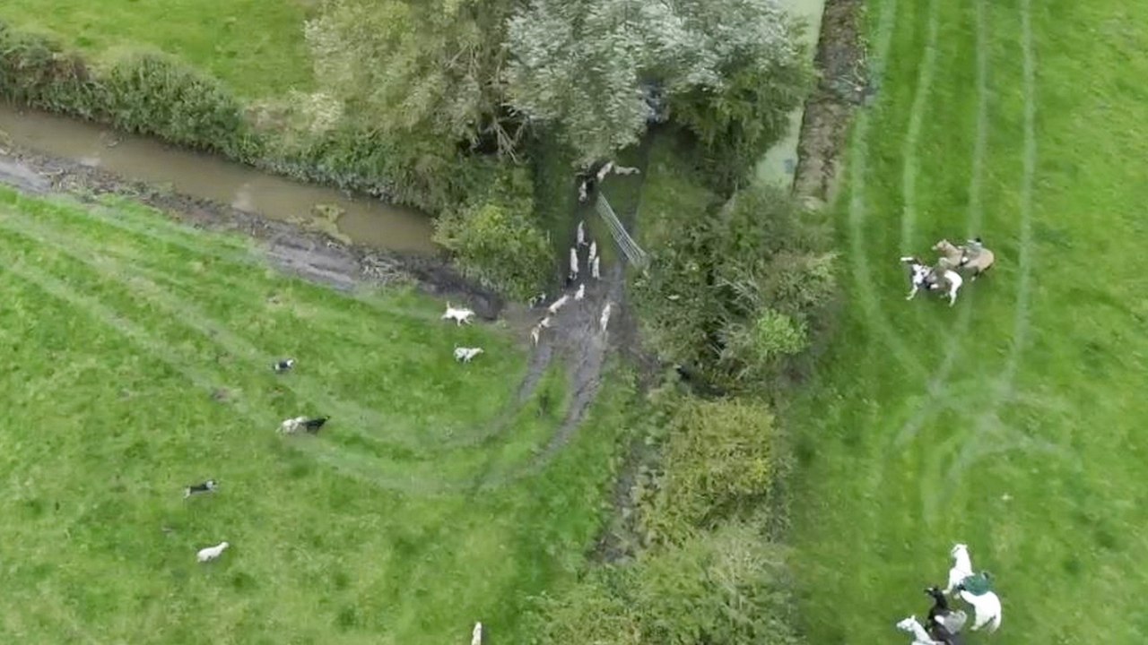 Drone footage shows hounds chasing fox in what campaigners claim is an illegal hunt