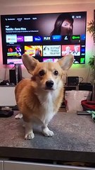 Je crois que mon chien est cassé