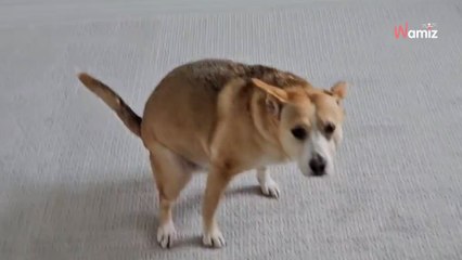 Pies zwiedza nowy dom. Niestety, postanawia „uczcić” przeprowadzkę w najgorszy możliwy sposób (video)