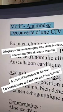 Le plus grand des GUERRIERS #corgi #dog #rockstar