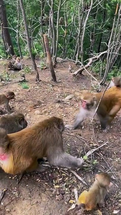 Monkey fight