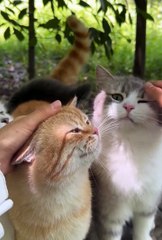 Funniest animals | cute animals | so cute cats❤️