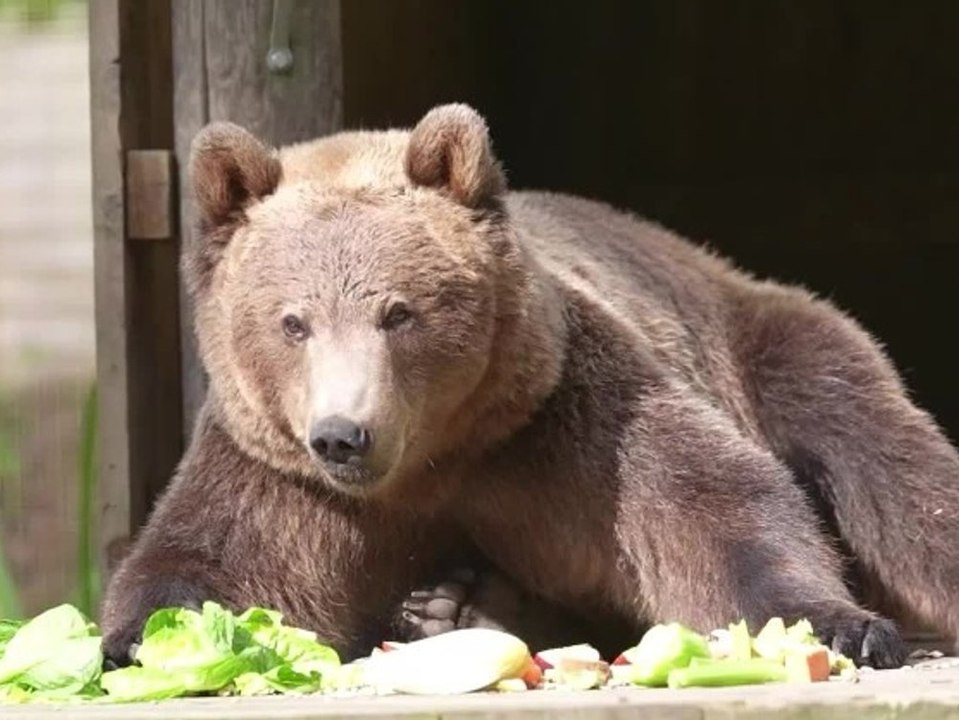 Gehirnoperation bei Bären - ohne 'würde er den Winter nicht überleben'