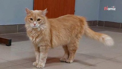 Kiepska ocena ze sprawdzianu? Licealistów z Sanoka pocieszy kotka Tesla