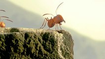 Epic Showdown: Red vs. Black Ants in a Thrilling Battle!