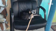 Perro atado a una silla frente al refugio: la reacción de su dueño provoca cólera