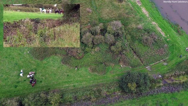 Dramatic footage shows hounds chasing and catching a fox around a bush - in what campaigners claim is an illegal hunt (Source: SWNS)