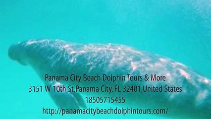 Panama City Beach Dolphin Tours & More