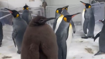 Pesto the penguin struts around like a boss, bragging about its unique built