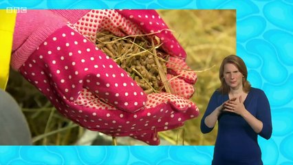 My Pet and Me S2 E8 Lambs