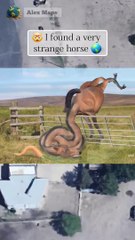 I found a very strange horse on Google Maps