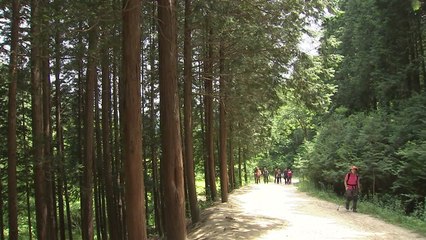 [전북] 탄소 흡수원 늘린다...전북도, 100억 원 들여 도시 숲 7곳 조성 / YTN