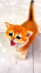 Cat baby hungry #beautifu#naturalbeauty933#beauty#night#beautynaturl#naturlbeauty