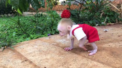 Baby monkey Bon cried and went looking for his fat