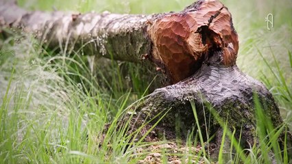 El Castor CONSTRUCTOR de Presas · DOCUMENTAL de Castores