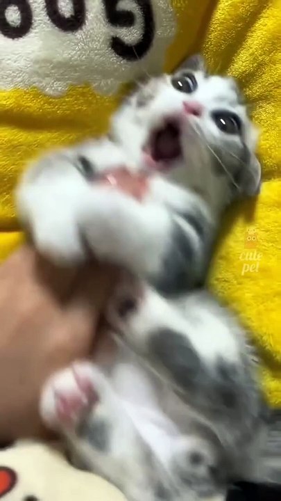 Baby_Cat_atracity_Animation_Cartoons_Funny_entertainment