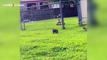 Tavşanları bu halde kayıt altına aldı izlenme rekoru kırdı: Enteresan oyun şaşırttı