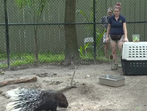 Florida bangt vor Hurrikan Milton : Zoo bringt Tiere in Sicherheit