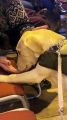 Top Pet Care Services in Inverness 🐾