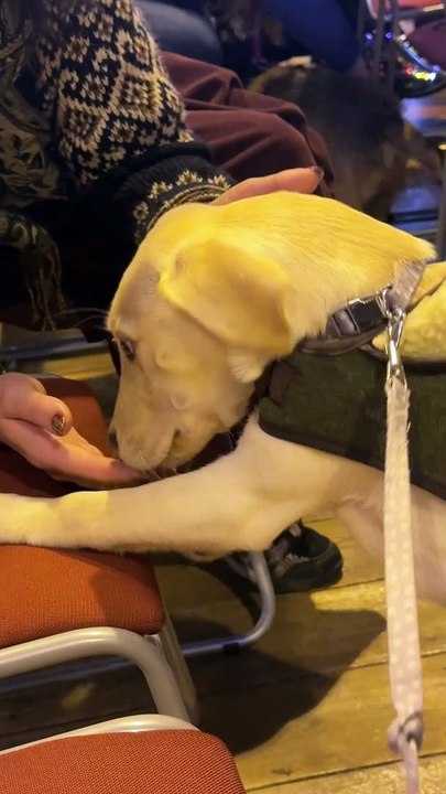 Pet service in Inverness