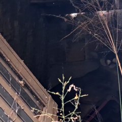 Onça-parda é resgatada após assustar moradores em MG