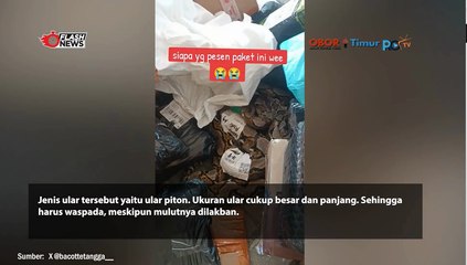 Warga Net Dibikin Heboh, Paket yang Diantar Kurir Ada Ular Piton Besar