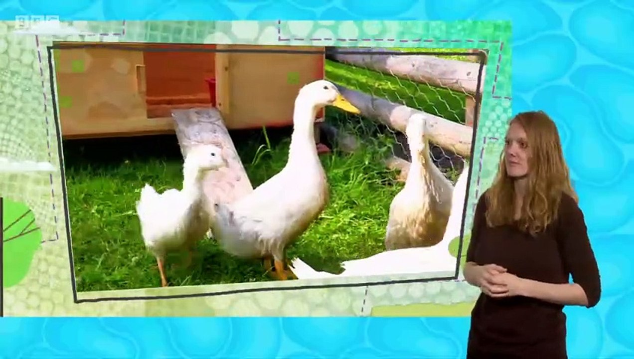 My Pet and Me S2 E12 Ducks signed