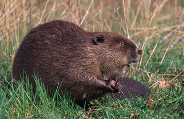 Scientists hope to revive giant beavers