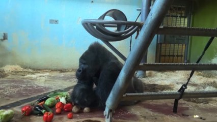 Bristol Zoo project announce delay to opening new area!