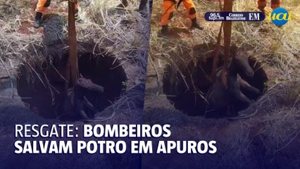 Tải video: Bombeiros resgatam potro que caiu em fossa de 12 metros