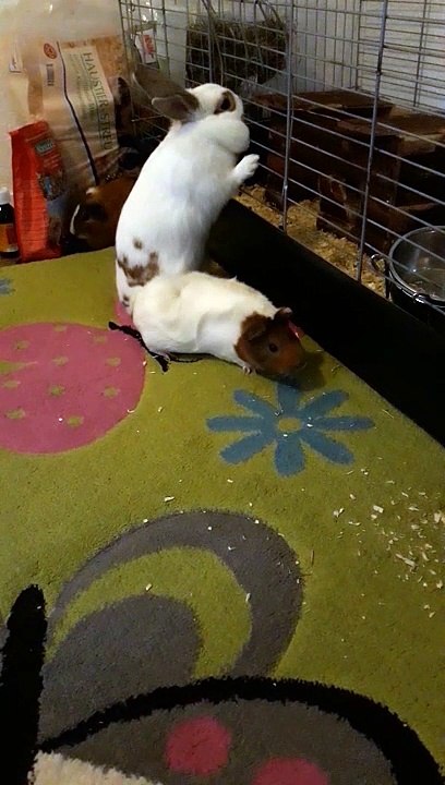 guinea pig and rabbit biting cage 20181110_102411