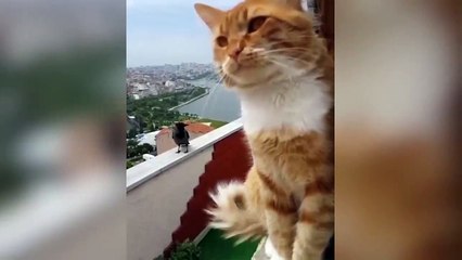 These Cats Speak English Better Than Hoomans Part-1