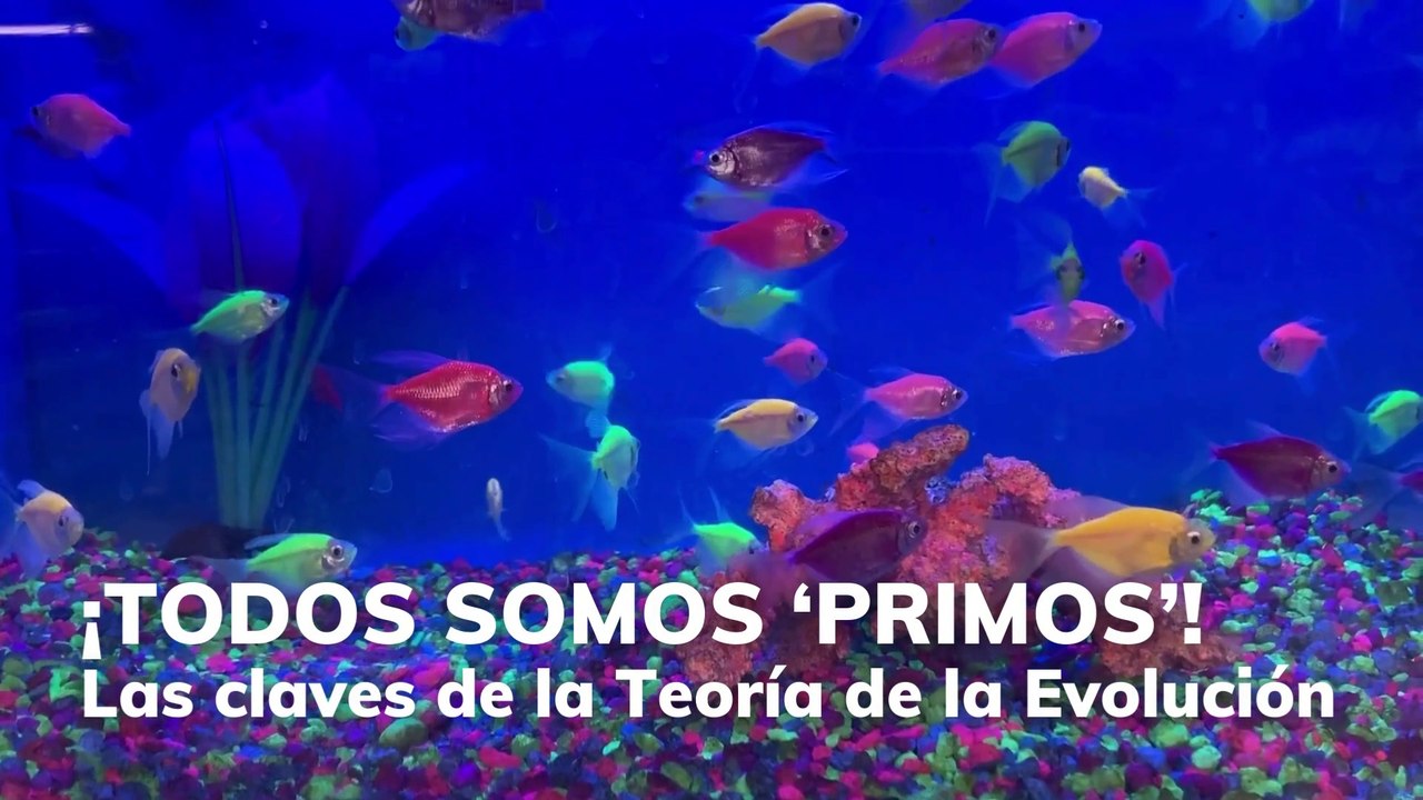 Las claves de la Teoría de la Evolución