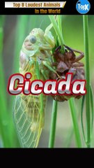 Top 8 Loudest Animals on Earth