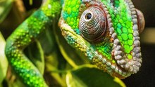 TOP 8 Most Colorful Animals in the World