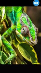 TOP 8 Most Colorful Animals in the World
