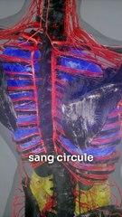 Vertiges, extrasystoles, tachycardie, hyperventilation, etc. Comment l’anxiété provoque ces symptômes physiques? 