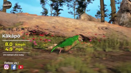 Flightless Birds Speed Comparison | Speed Comparison Birds | extinct Birds | Prehistorical birds