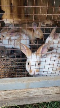 Agatat_s Rabbitat _ Garden - Carmelita_s babies are out and exploring_ They_re so cute but not too friendly yet. I don_t push it... the friendly ones are harder to process. Though it_s always enjoyable getting bunny snuggles.__