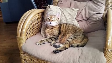 CAT MAN SOUND soungs