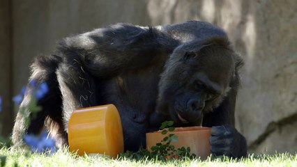 One of the Oldest Gorillas in the World Celebrates a Birthday