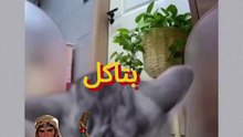 القطة بتاكل زينا !!