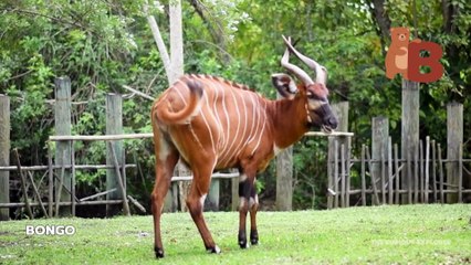 abc-phonics-animal-sounds-adventure-amazing-animals-for-a-b-c-the-curious-explorer-1440-ytshorts.savetube.me